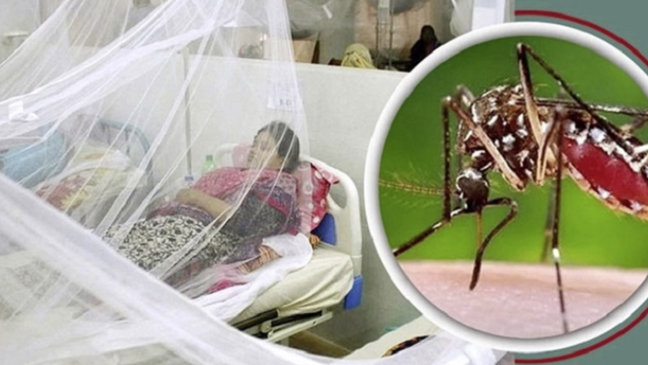 ডেঙ্গুতে আরও ৬ জনের মৃত্যু